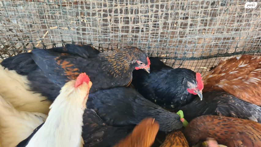 תמונת מודעה - חיות מחמד