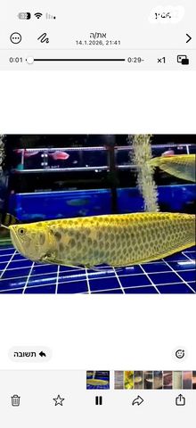 תמונת מודעה - חיות מחמד