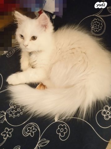 תמונת מודעה - חיות מחמד