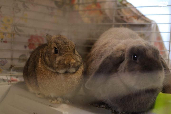 תמונת מודעה - חיות מחמד