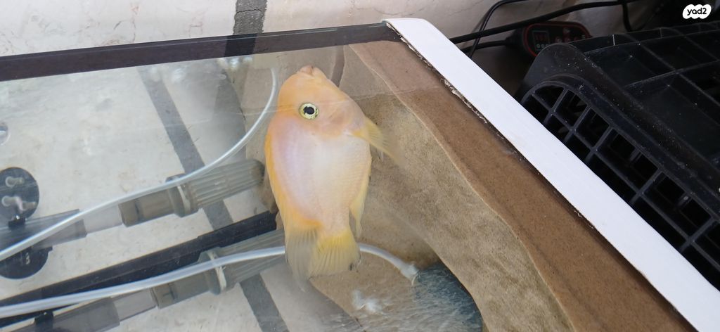 תמונת מודעה - חיות מחמד