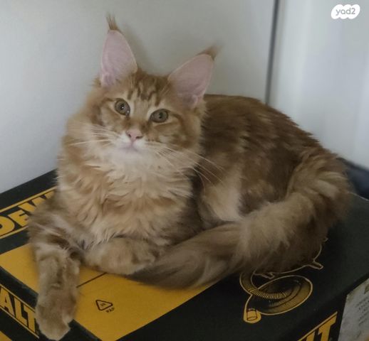 תמונת מודעה - חיות מחמד