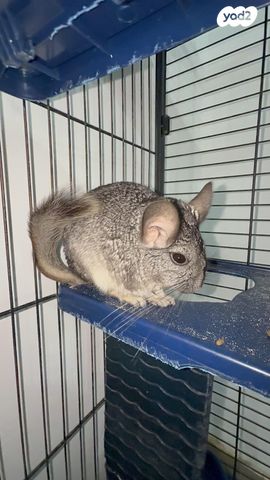 תמונת מודעה - חיות מחמד