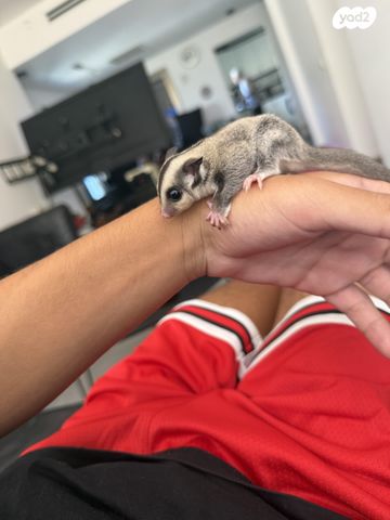 תמונת מודעה - חיות מחמד