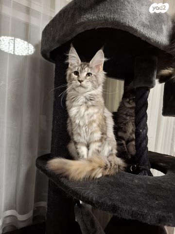 תמונת מודעה - חיות מחמד