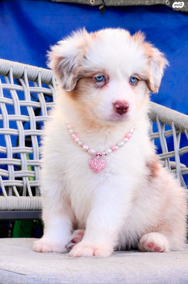 תמונת מודעה - חיות מחמד