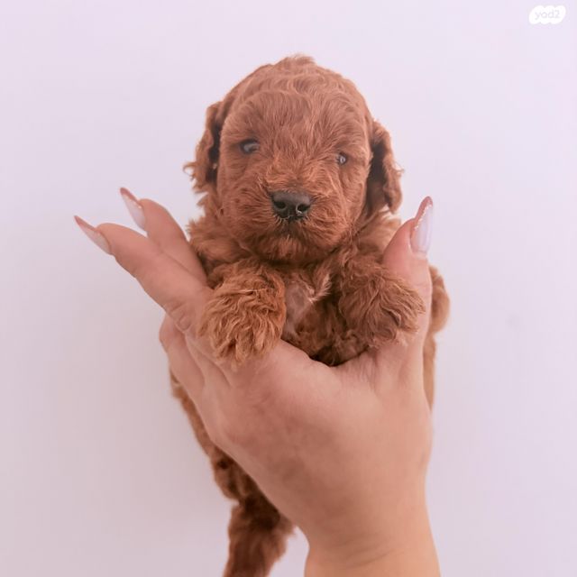 תמונת מודעה - חיות מחמד