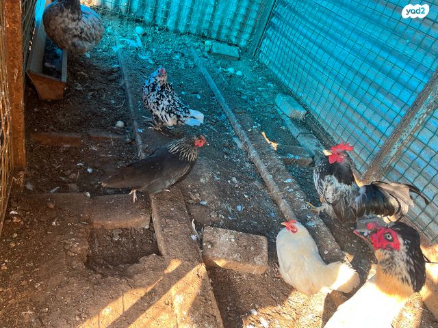 תמונת מודעה - חיות מחמד