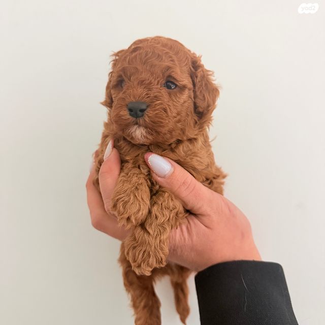 תמונת מודעה - חיות מחמד