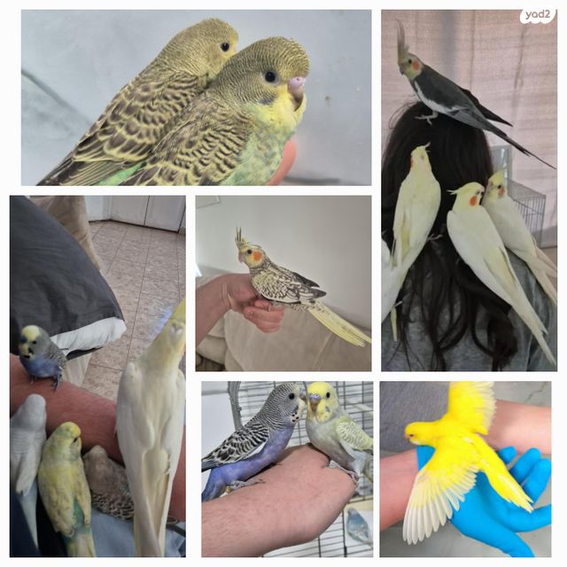 תמונת מודעה - חיות מחמד