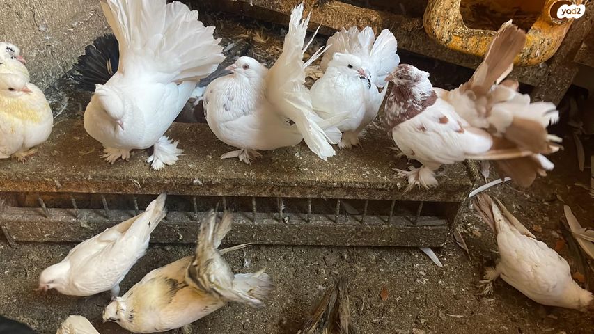 תמונת מודעה - חיות מחמד