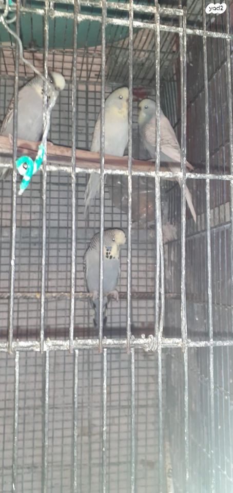 תמונת מודעה - חיות מחמד