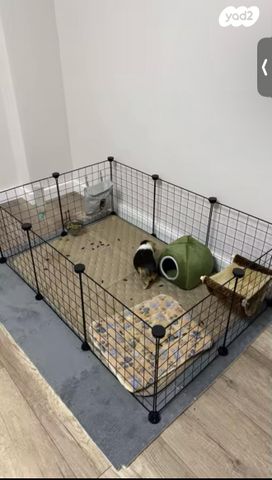 תמונת מודעה - חיות מחמד