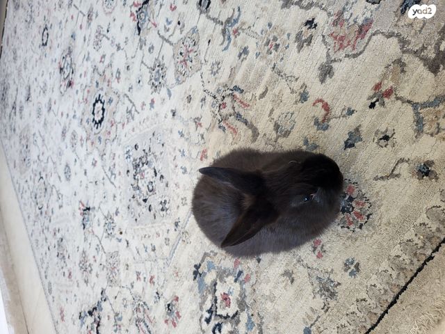 תמונת מודעה - חיות מחמד