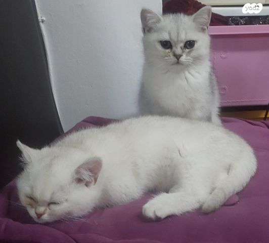 תמונת מודעה - חיות מחמד