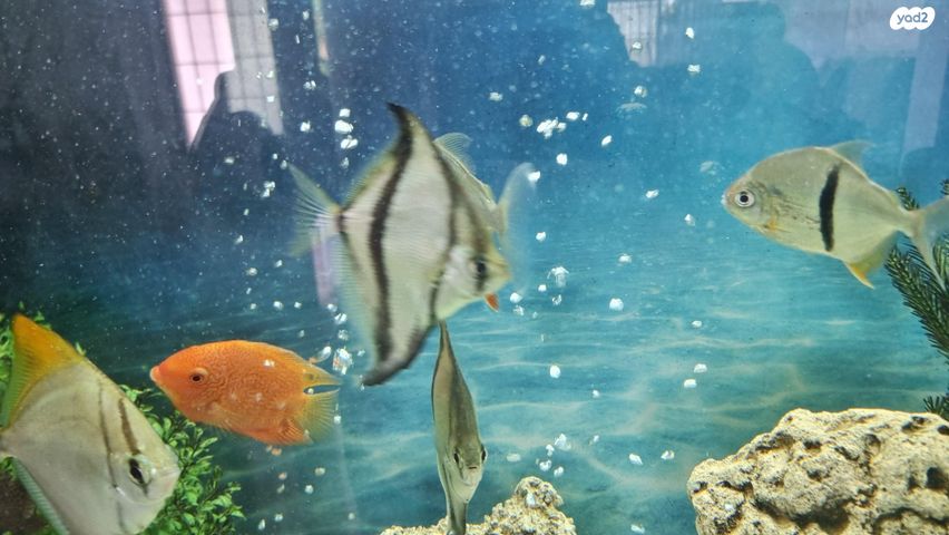 תמונת מודעה - חיות מחמד