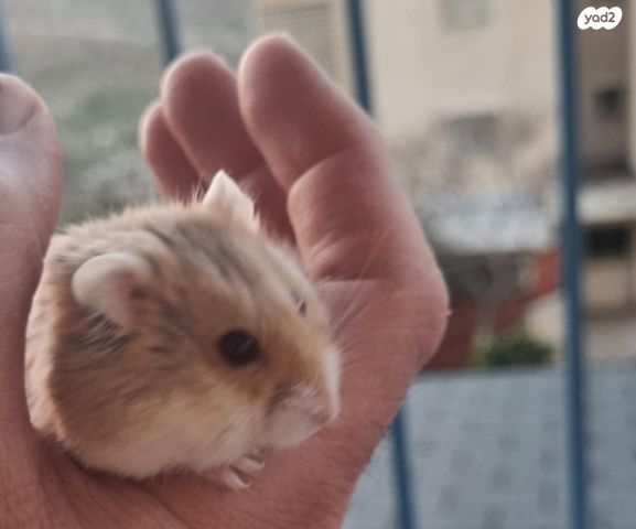 תמונת מודעה - חיות מחמד