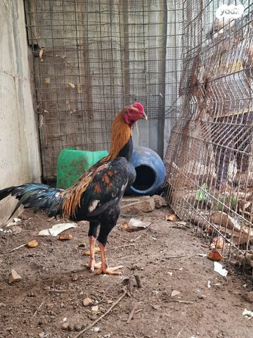 תמונת מודעה - חיות מחמד