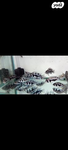 תמונת מודעה - חיות מחמד