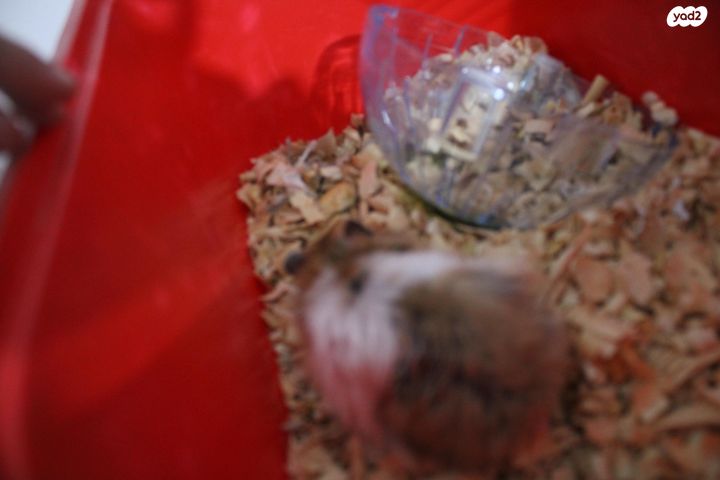 תמונת מודעה - חיות מחמד