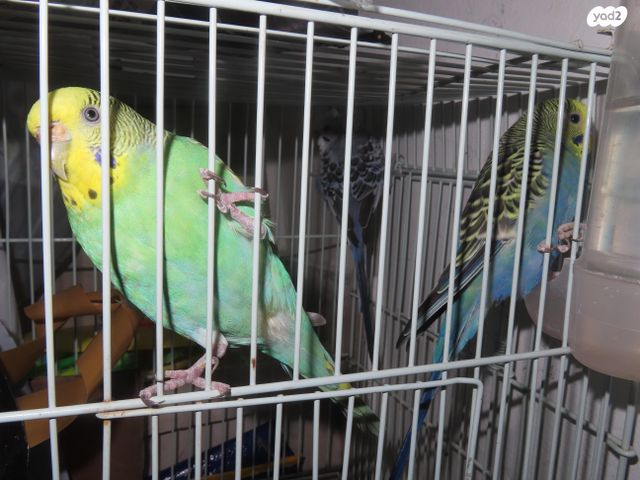 תמונת מודעה - חיות מחמד