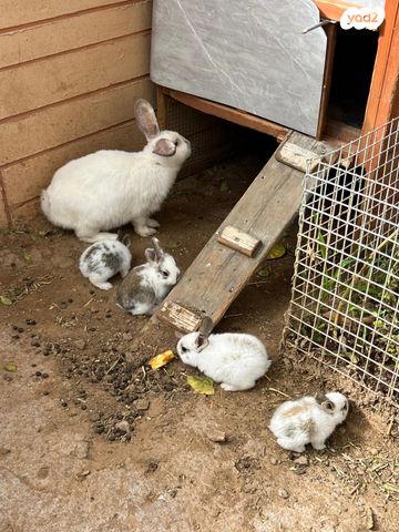 תמונת מודעה - חיות מחמד