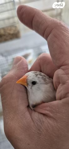 תמונת מודעה - חיות מחמד