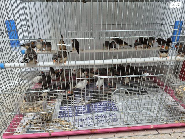 תמונת מודעה - חיות מחמד