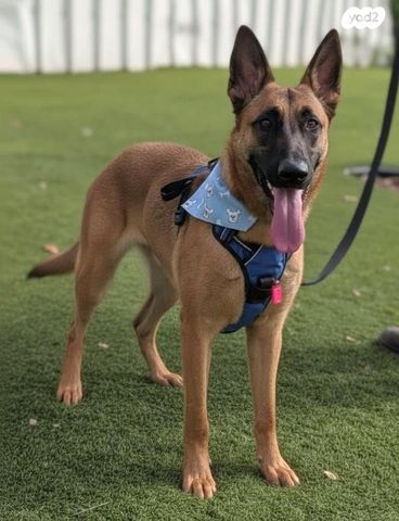 תמונת מודעה - חיות מחמד