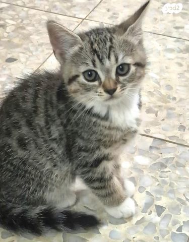 תמונת מודעה - חיות מחמד