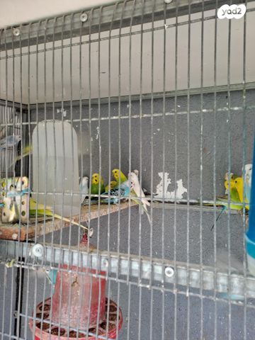 תמונת מודעה - חיות מחמד