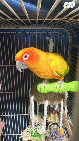 תמונת מודעה - חיות מחמד