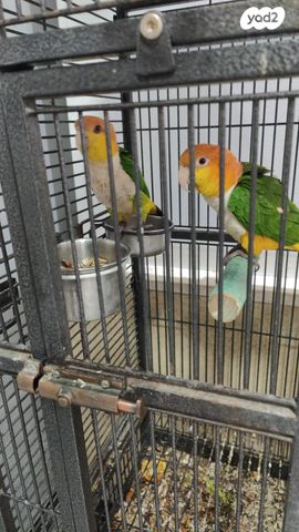 תמונת מודעה - חיות מחמד