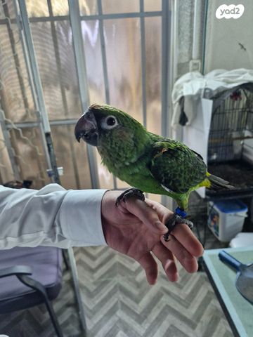 תמונת מודעה - חיות מחמד