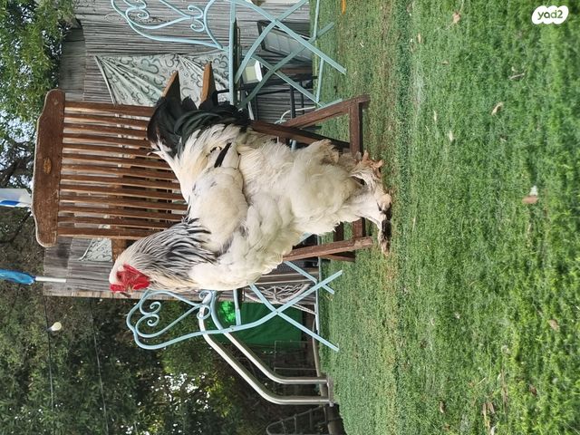 תמונת מודעה - חיות מחמד