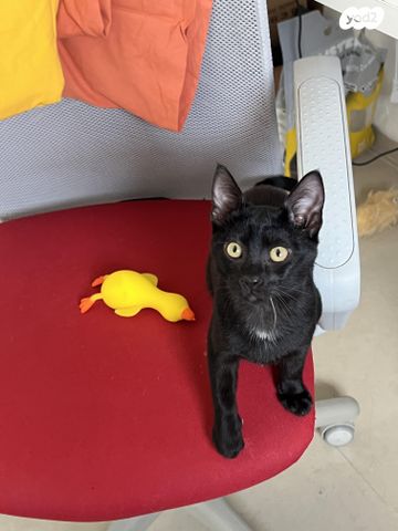 תמונת מודעה - חיות מחמד