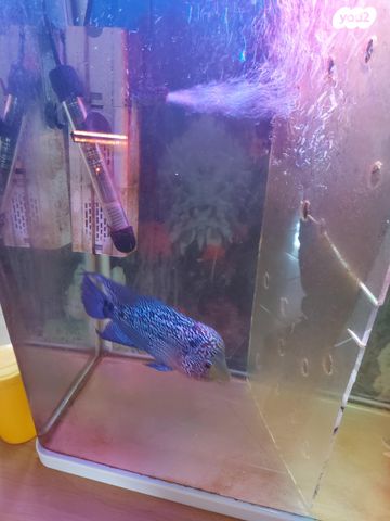 תמונת מודעה - חיות מחמד