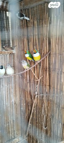 תמונת מודעה - חיות מחמד