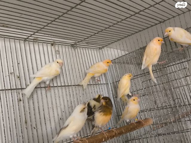 תמונת מודעה - חיות מחמד