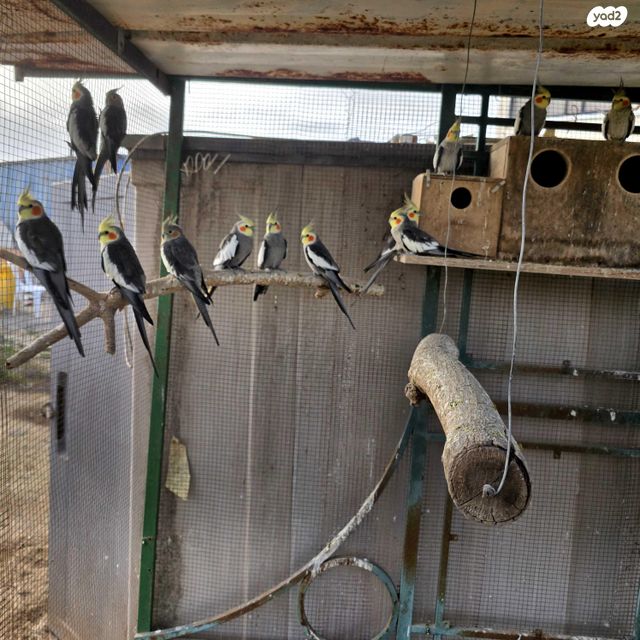 תמונת מודעה - חיות מחמד