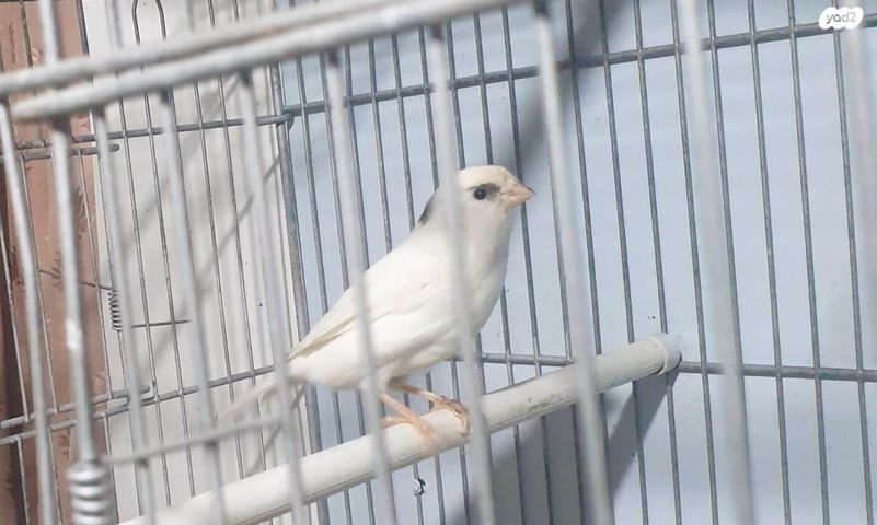 תמונת מודעה - חיות מחמד