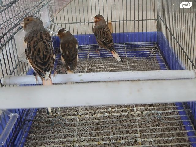 תמונת מודעה - חיות מחמד