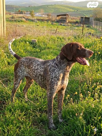 תמונת מודעה - חיות מחמד