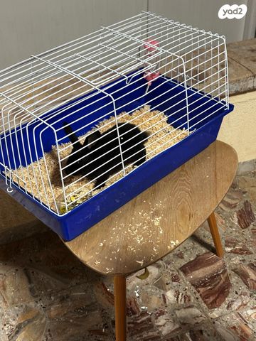 תמונת מודעה - חיות מחמד