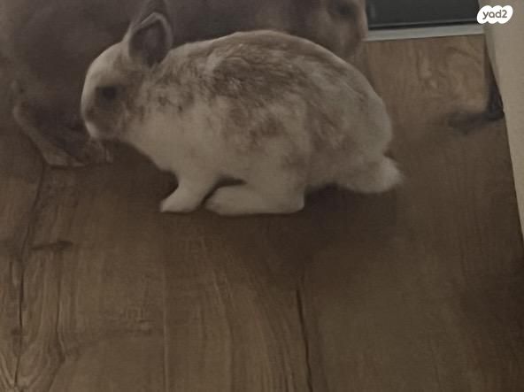 תמונת מודעה - חיות מחמד