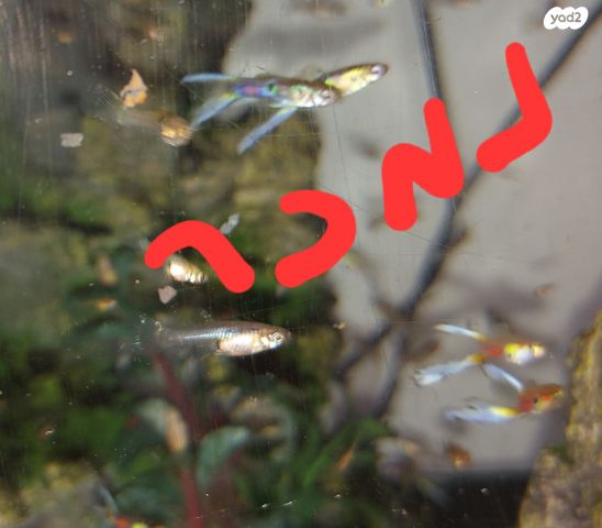 תמונת מודעה - חיות מחמד