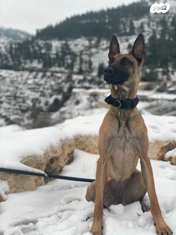 תמונת מודעה - חיות מחמד