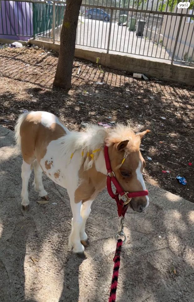 תמונת מודעה - חיות מחמד