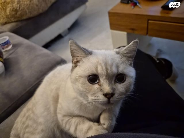 תמונת מודעה - חיות מחמד