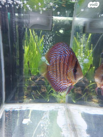 תמונת מודעה - חיות מחמד